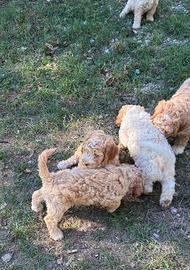 Lagotto romagnolo cuccioli