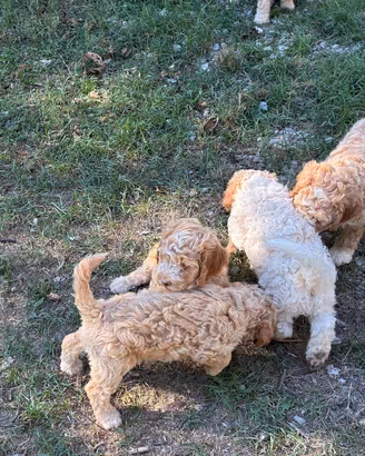 Lagotto romagnolo cuccioli