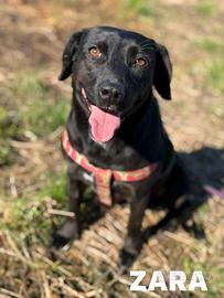 ZARA, in canile è tristissima