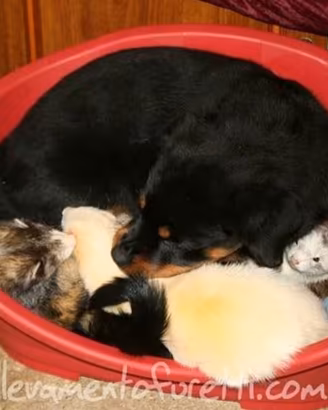 Cucciolo di furetto - IL GIARDINO DEGLI ACERI