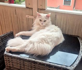 Maschio di Maine Coon per accoppiamento