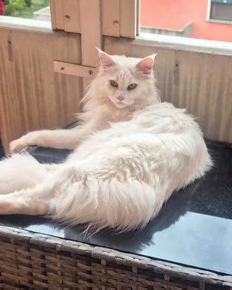 Maschio di Maine Coon per accoppiamento