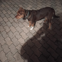 Cagnolina femmina ,mamma con due cuccioli