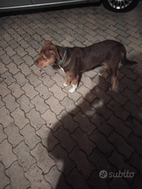 Cagnolina femmina ,mamma con due cuccioli