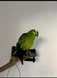 Amazzone fonte gialla/Blue pronti in circa due mes