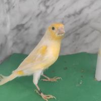 Canarini isabella opale Giallo mosaico per la cova