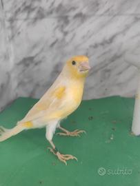 Canarini isabella opale Giallo mosaico per la cova