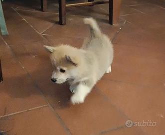 Cucciolo welsh Corgi Pembroke