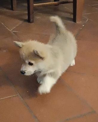 Cucciolo welsh Corgi Pembroke