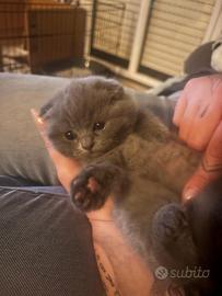 Scottish fold