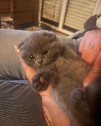 Scottish fold