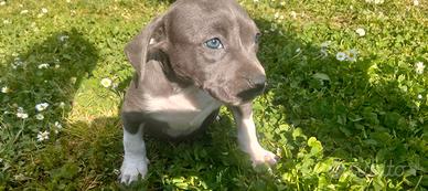 Amstaff blu