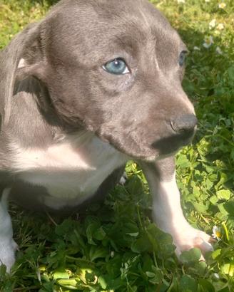 Amstaff blu