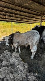 Torello piemontese