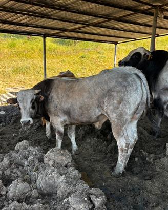 Torello piemontese