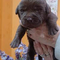Labrador cioccolato con pedigree