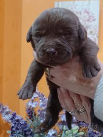 Labrador cioccolato con pedigree