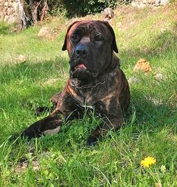 Cane corso