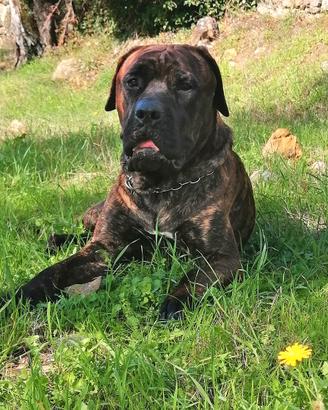 Cane corso