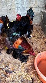 Gallo Brahma