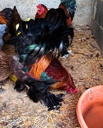 Gallo Brahma