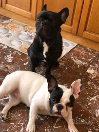 Buldog francese