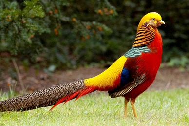 Fagiano Dorato Rosso