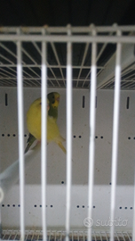 Papagallini da imbecco