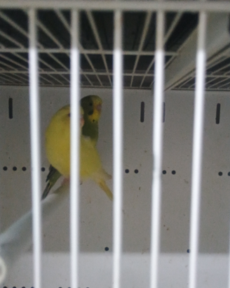 Papagallini da imbecco