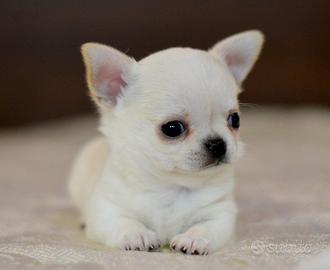 Chihuahua pedigree Enci super