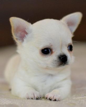 Chihuahua pedigree Enci super
