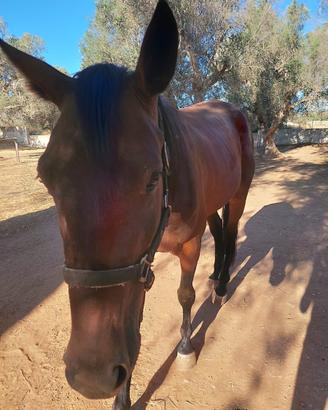 Cavallo