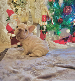 Cucciolo bulldog francese big rope velvet platinum