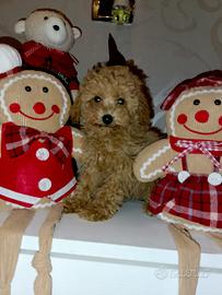 Barboncina toy fulva