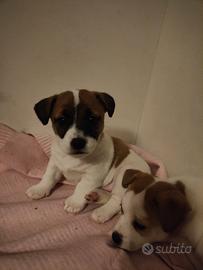 Cuccioli Jack Russell