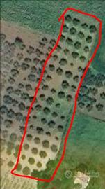 Uliveto Valderice (TP)