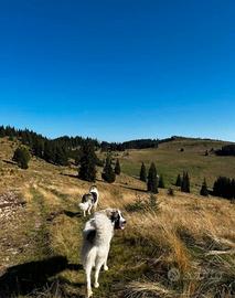 Cuccioli di mastino dei Pirenei
