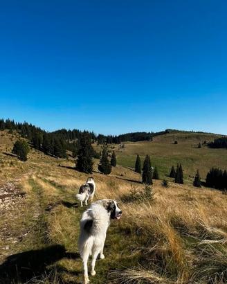 Cuccioli di mastino dei Pirenei