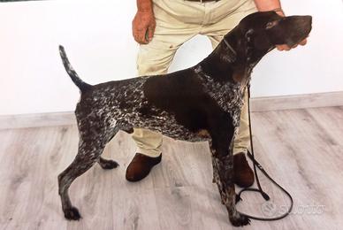 Bracco tedesco maschio c/pedigree