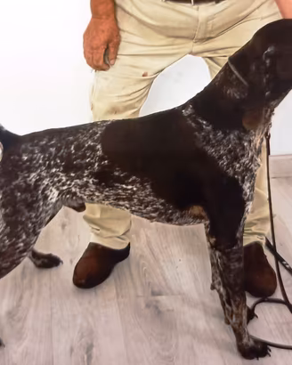 Bracco tedesco maschio c/pedigree