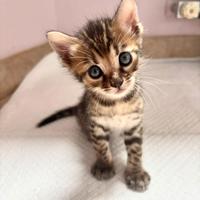 Cuccioli Bengala