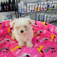 Cuccioli di maltese koreani mini toy