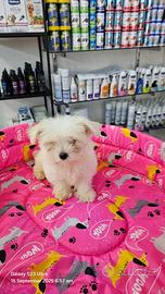 Cuccioli di maltese koreani mini toy