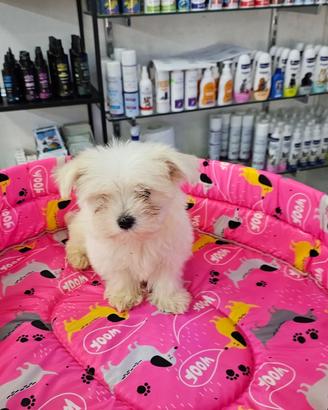Cuccioli di maltese koreani mini toy