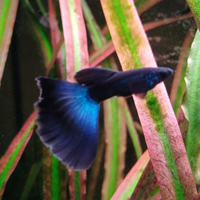 Guppy blu moscow show