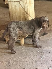 Lagotto splingher