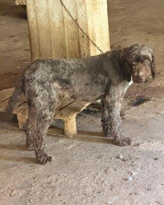 Lagotto splingher