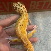 Coppia di gechi leopardini