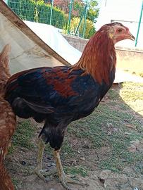 Galletto 5 mesi Araucana
