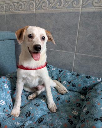 Un cucciolo di 3 mesi, taglia medio-piccola